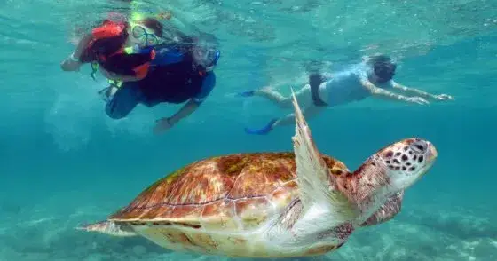 image Turtles and Cenote Snorkeling