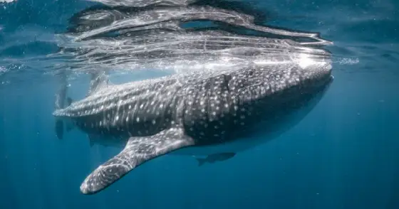 image Whale Shark Snorkeling