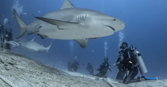Bull shark diving in Playa del Carmen