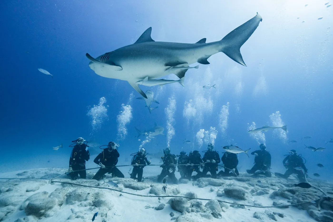 Divers watching a bull shark in Playa del Carmen