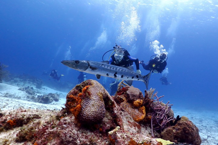 underwater view of a large rock