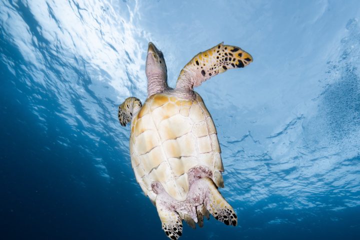 a turtle swimming under water